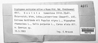 Image of Bovista tomentosa